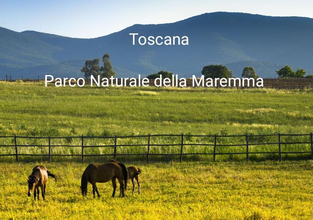 Appartamento La Libellula Grosseto Buitenkant foto